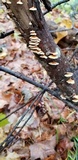 Plicaturopsis crispa image