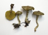 Suillus umbonatus image