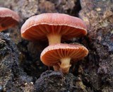 Tubaria serrulata image