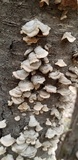 Trichaptum abietinum image