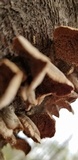 Trichaptum abietinum image