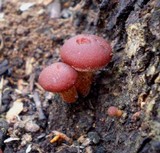 Tubaria serrulata image