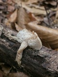 Lentinellus micheneri image