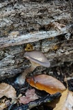 Pseudoclitocybe cyathiformis image