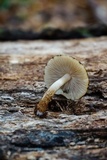 Cystoagaricus subamarus image