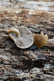 Cystoagaricus subamarus image