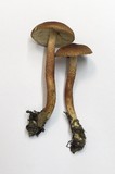 Tricholoma aurantio-olivaceum image