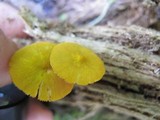Pluteus admirabilis image