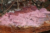 Tulasnella violea image