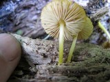 Pluteus admirabilis image