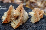Merulius tremellosus image