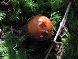 Calostoma cinnabarinum image