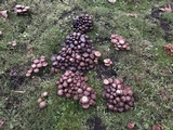 Psathyrella piluliformis image