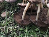 Psathyrella piluliformis image