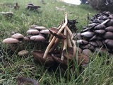 Psathyrella piluliformis image