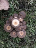 Psathyrella piluliformis image