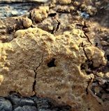 Fuscoporia ferruginosa image