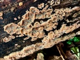 Merulius tremellosus image
