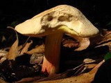 Caloboletus inedulis image