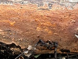 Phlebia radiata image