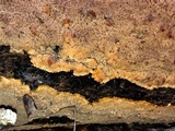 Phlebia radiata image