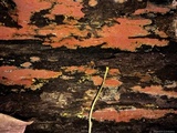 Phlebia coccineofulva image