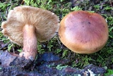 Tricholoma fulvum image