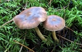 Cortinarius semisanguineus image