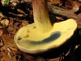 Caloboletus inedulis image