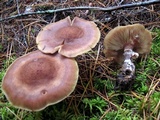 Armillaria solidipes image