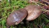Suillus acidus image