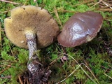 Suillus acidus image