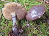 Suillus acidus image