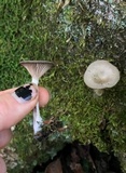 Pseudoclitocybe cyathiformis image