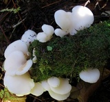 Pleurocybella porrigens image