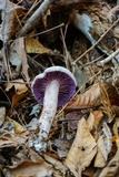 Laccaria ochropurpurea image