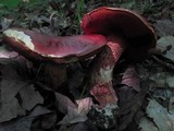 Boletus frostii image