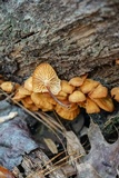 Xeromphalina kauffmanii image