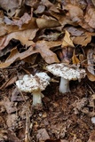 Tricholoma subresplendens image