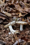 Tricholoma subresplendens image