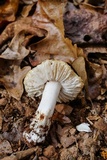 Tricholoma subresplendens image