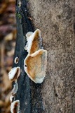 Merulius tremellosus image