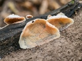 Merulius tremellosus image