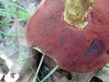 Boletus frostii image