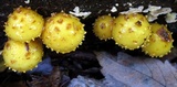 Pholiota limonella image