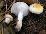 Hygrophorus flavodiscus image