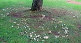 Hygrophorus eburneus image