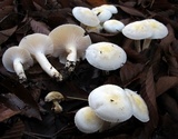 Hygrophorus eburneus image