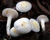 Hygrophorus eburneus image