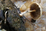 Protostropharia semiglobata image
